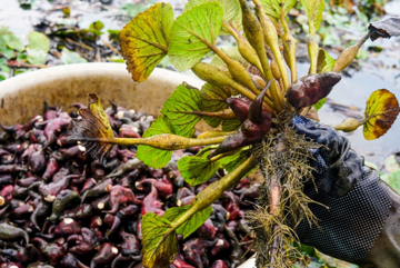 Loại củ mọc dưới bùn từng bị lãng quên, nay thành đặc sản được săn lùng ở thành phố giá 45.000 đồng/kg