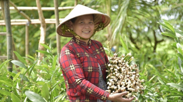 Nông dân An Giang ‘hái lộc’ từ loại cây mọc bạt ngàn ngoài ruộng: Chẳng cần chăm, vừa bán ra tiền, vừa là món ăn bổ và vị thuốc quý