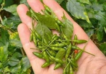 Quả nhỏ như hạt thóc, thơm cay đặc trưng: Từ mọc dại thành đặc sản đắt đỏ bậc nhất, nhiều người săn lùng