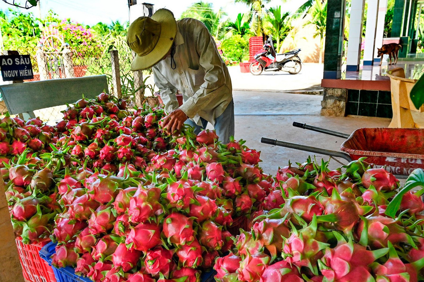 Việc tiêu chuẩn chất lượng giữa hàng xuất khẩu và hàng tiêu thụ nội địa thiếu đồng bộ, chênh lệch khiến nhiều người sản xuất gặp khó. 33-1647157263-dsc-5849.jpg