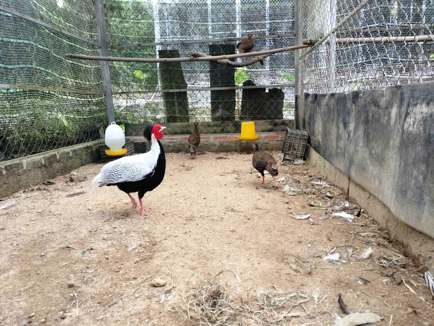 Tại Trung tâm Cứu hộ, Bảo tồn và Phát triển sinh vật Vườn Quốc gia Bạch Mã (TP Huế), công tác cứu hộ, chăm sóc , phục hồi và nhân giống gà lôi trắng được thực hiện bài bản, khoa học từ nhiều năm nay. Ảnh: VQGBM ga-loi-1.jpg