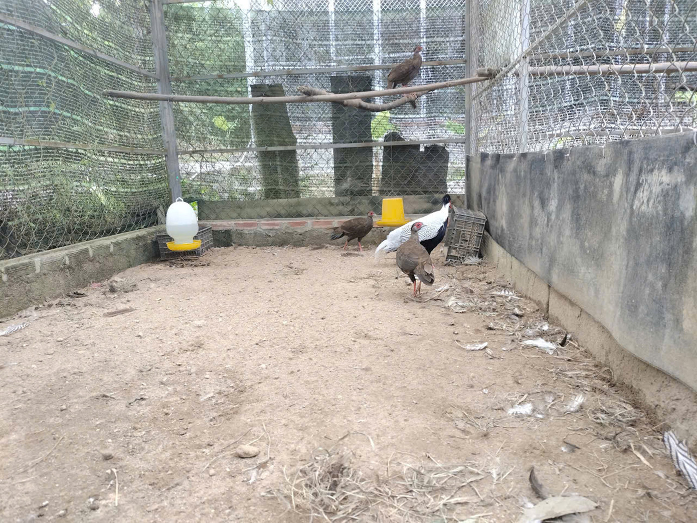 Ông Nguyễn Vũ Linh - Giám đốc Vườn Quốc gia Bạch Mã, cho biết, khoảng 2 năm tới, một số cá thể gà lôi trắng khỏe mạnh sẽ được tái thả về môi trường tự nhiên , hướng tới phục hồi quần thể loài tại khu vực Bạch Mã. Vườn sẽ hợp tác với Thảo Cầm Viên TP HCM để trao đổi giống, tránh tình trạng cận huyết và tạo đàn sinh sản ổn định. Ảnh: VQGBM ga-loi-4.jpg