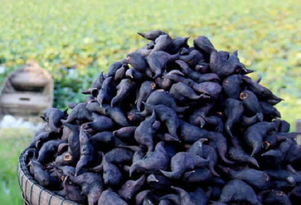 Loại củ mọc dưới bùn từng bị lãng quên, nay thành đặc sản được săn lùng ở thành phố giá 45.000 đồng/kg