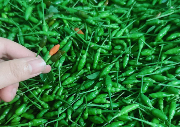 Quả nhỏ như hạt thóc, thơm cay đặc trưng: Từ mọc dại thành đặc sản đắt đỏ bậc nhất, nhiều người săn lùng Quả nhỏ như hạt thóc, thơm cay đặc trưng: Từ mọc dại thành đặc sản đắt đỏ bậc nhất, nhiều người săn lùng