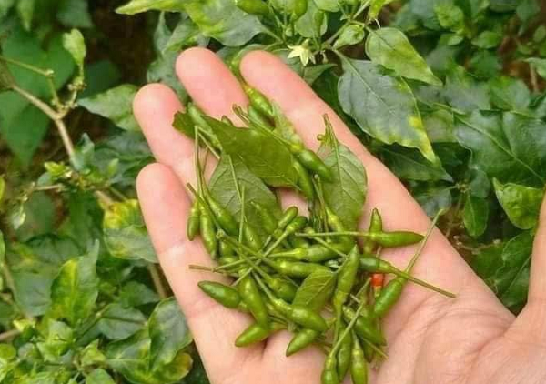 Quả nhỏ như hạt thóc, thơm cay đặc trưng: Từ mọc dại thành đặc sản đắt đỏ bậc nhất, nhiều người săn lùng Quả nhỏ như hạt thóc, thơm cay đặc trưng: Từ mọc dại thành đặc sản đắt đỏ bậc nhất, nhiều người săn lùng