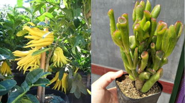 Tổ tiên dạy: 'Ban công có 3 loại cây này thì không lo thiếu tiền tiêu', dù nghèo đến đâu cũng nên trồng mỗi loại một chậu