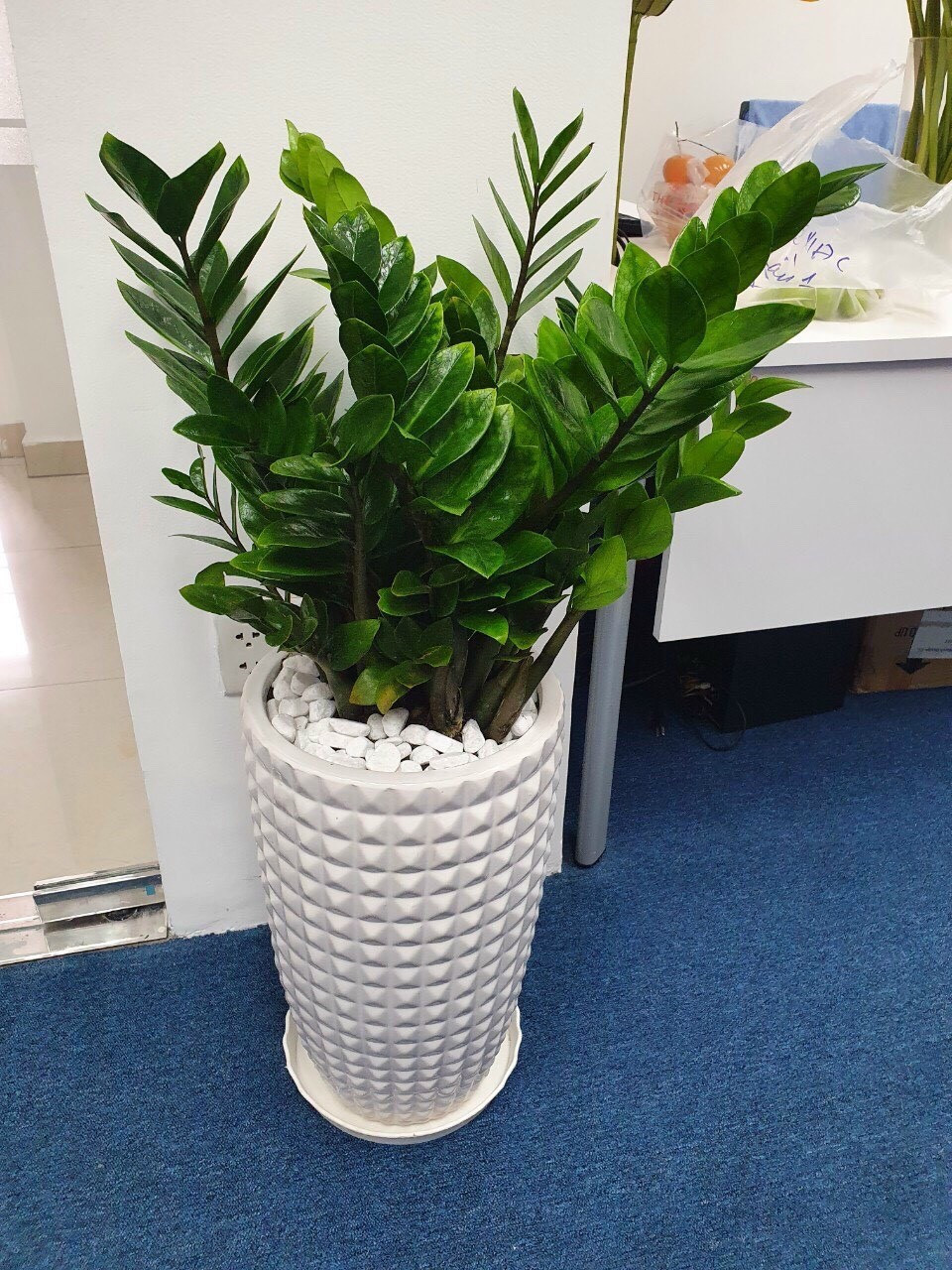 4 loại cây nên có trong phòng khách, mười nhà đặt thì chín nhà giàu, trồng một chậu để nhà thịnh vượng - ảnh 5
