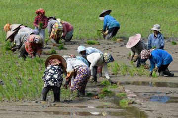 Nền kinh tế lớn nhất Đông Nam Á bất ngờ ngừng nhập khẩu gạo, muốn tự cung tự cấp: Việt Nam mất khách hàng lớn, khối lượng giao dịch giảm 97%