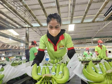 Nghịch lý tiêu chuẩn kép nông sản Việt - kỳ 4: Thị trường nội địa 'dễ dãi' với hàng kém chất lượng?