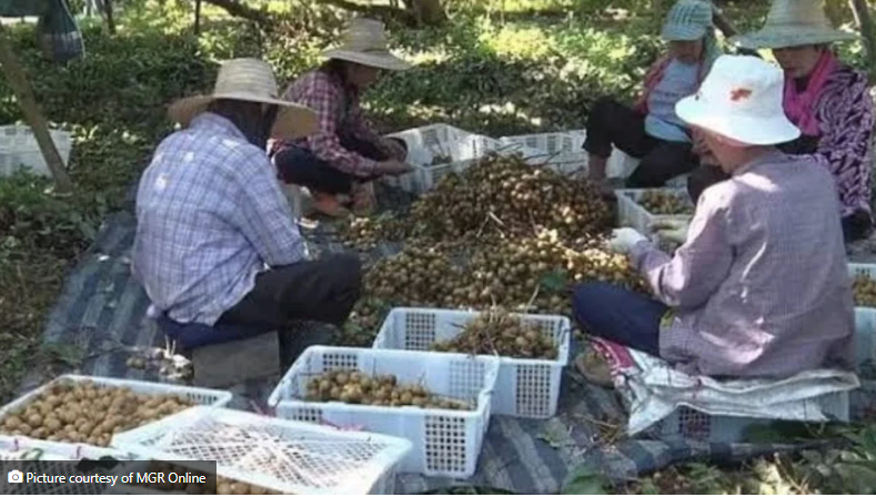 Nền kinh tế lớn thứ 2 Đông Nam Á lâm vào ‘cuộc khủng hoảng ngọt ngào’: Tuyển gấp 30.000 lao động được trả lương cao, miễn phí chỗ ở chỉ để... hái nhãn - ảnh 2