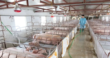Chủ tịch Hà Nội yêu cầu xử lý nghiêm hành vi tiêu thụ, vứt xác lợn nhiễm dịch
