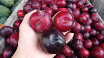 Mận cherry Trung Quốc giá 'siêu rẻ' chỉ bằng 1/10 hàng Chile