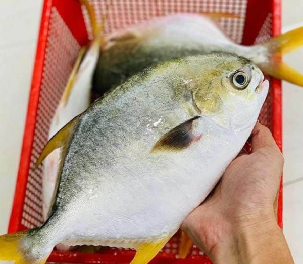 Xưa bị bỏ quên, loài cá có tên nghe lạ tai nay 'lột xác' thành đặc sản, giá cao vẫn đông người mua