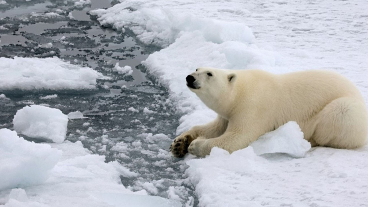 Rao bán một chai ‘nước biển Bắc Cực’ với giá 35 triệu đồng, sự thật đằng sau khiến nhiều người ‘ngã ngửa’ Rao bán một chai ‘nước biển Bắc Cực’ với giá 35 triệu đồng, sự thật đằng sau khiến nhiều người ‘ngã ngửa’