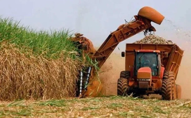 Mặt hàng của Cuba từng xem là ‘xương sống’, làm nên tên tuổi nay rơi vào cảnh lao đao