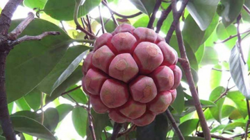 Loại quả được ví như 'trái ác quỷ' ngoài đời thực, nhìn gớm ghiếc mà giá hơn nửa triệu mỗi kg