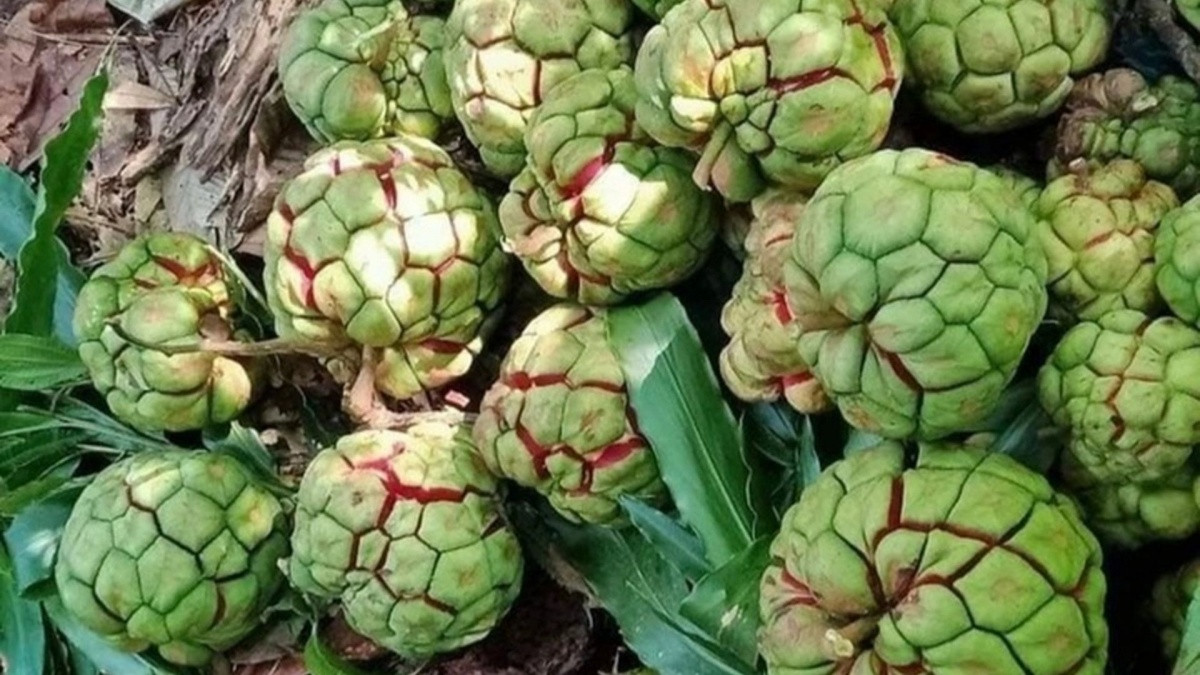 Loại quả được ví như 'trái ác quỷ' ngoài đời thực, nhìn gớm ghiếc mà giá hơn nửa triệu mỗi kg