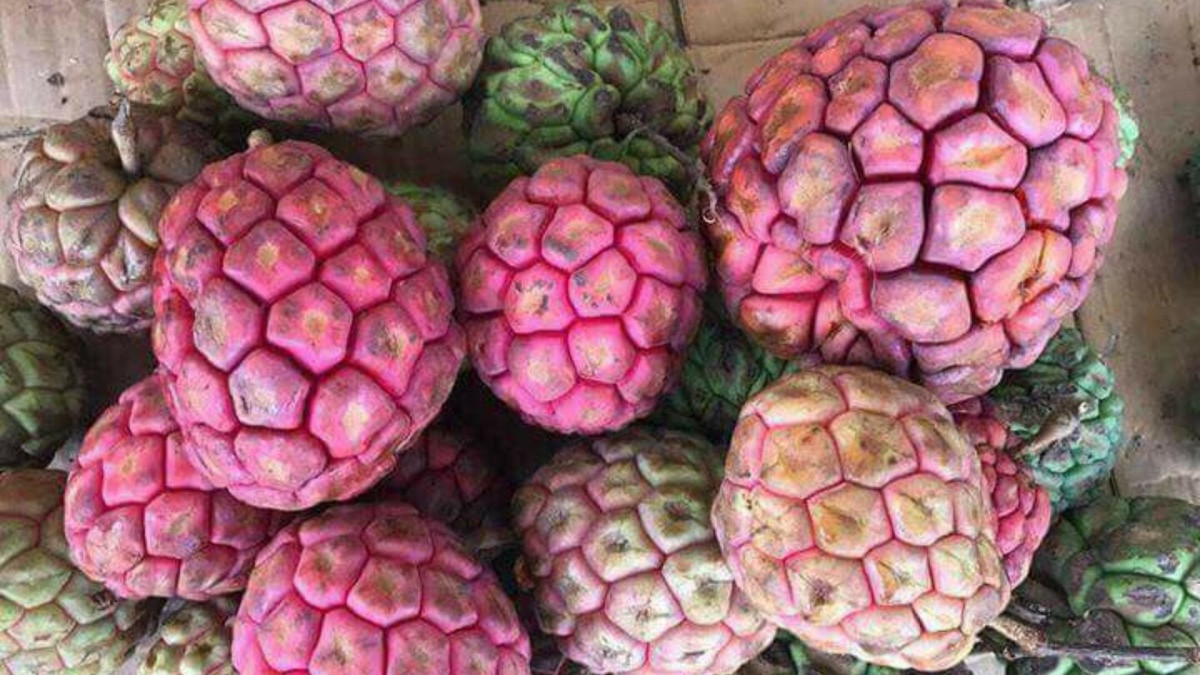 Loại quả được ví như 'trái ác quỷ' ngoài đời thực, nhìn gớm ghiếc mà giá hơn nửa triệu mỗi kg