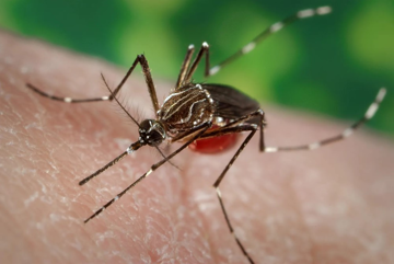 Bộ Y tế bác tin Việt Nam có ca mắc Chikungunya
