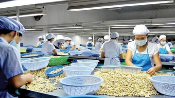 Lý do Trung Quốc rốt ráo gom mua hạt điều Việt Nam