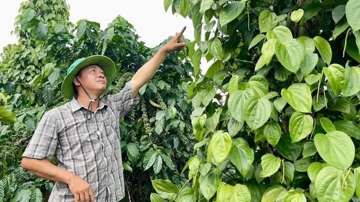 Nông dân Gia Lai phấn khởi trồng loại ‘cây tỷ đô’ trái vụ, giá bán cao gấp đôi, đối tác bao tiêu và rất được chuộng ở Thái Lan