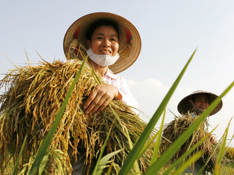 Nông dân vất vả gặt lúa trên ruộng. Ảnh: Hồng Vĩnh. 1fee5333a2ca64147bc19c2ecdad3185.png