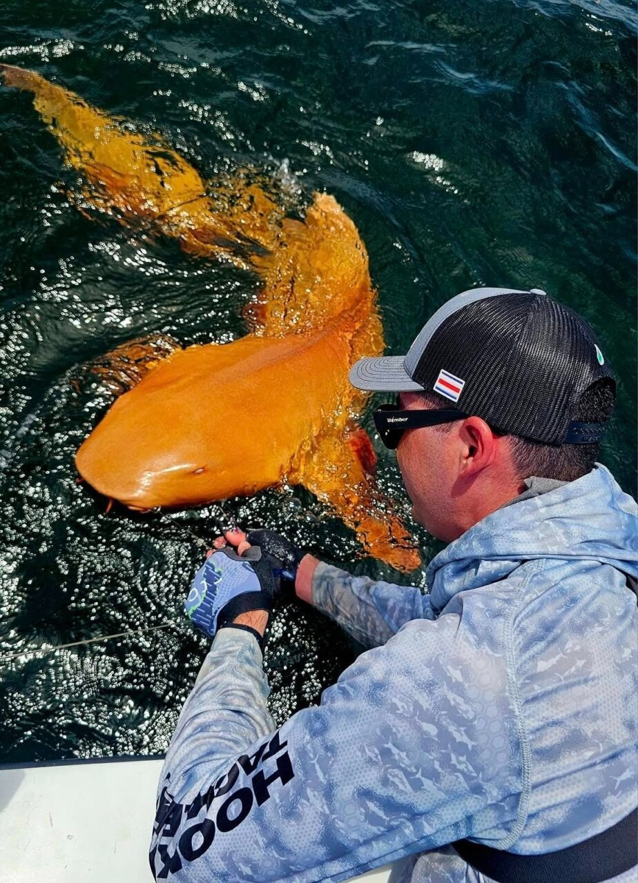 Con cá mập có mắt trắng, được cho là do bệnh bạch tạng. (Ảnh: Gizmodo) orange-nurse-shark-xanthism-inli.jpg