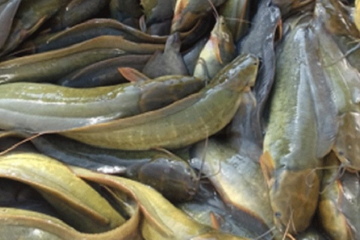 Từ cá đồng dân dã thành đặc sản 'thượng hạng': Dân sành ăn lùng mua bằng được