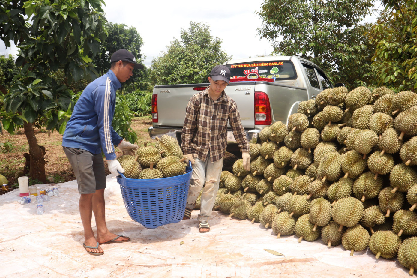 Đắk Lắk là địa phương có diện tích sầu riêng lớn của cả nước với gần 40.000ha, sản lượng năm nay dự kiến hơn 390.000 tấn. tp-14.jpg