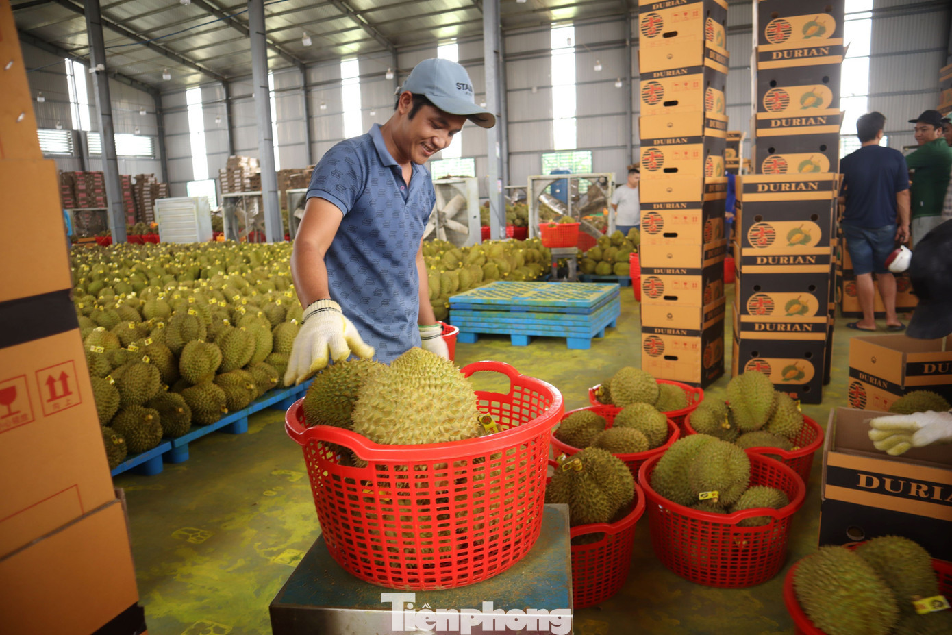 Hiện tỉnh Đắk Lắk đã chính thức bước vào vụ thu hoạch sầu riêng. Ông Lê Anh Trung - Chủ tịch Hiệp hội sầu riêng Đắk Lắk - cho biết, các doanh nghiệp, hợp tác xã và bà con nông dân đang tập trung cao độ cho thu mua, sơ chế và xuất khẩu. tp-565.jpg