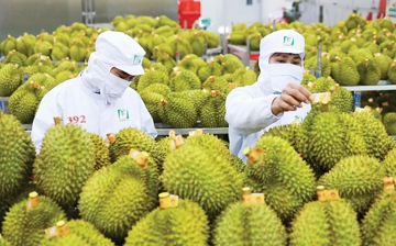 Xuất khẩu sầu riêng vào 'khuôn khổ' mới