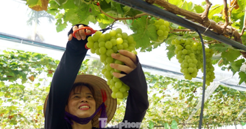 'Đột nhập' vườn nho sai trĩu, khách kéo đến mua chín không kịp