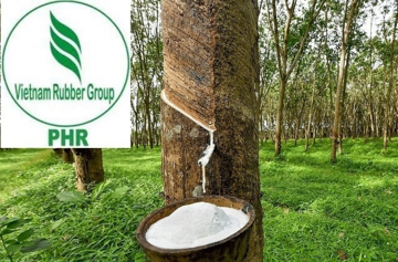 Lãi hơn 480 tỷ đồng nửa đầu năm, Cao su Phước Hòa (HPG) chốt ngày trả cổ tức tiền mặt tỷ lệ 13,5%