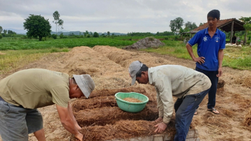 Nông dân Đắk Lắk mới chất đống thứ này ngoài ruộng, rất giàu dinh dưỡng nên bán rất được giá: Vừa sạch đồng vừa tăng thêm thu nhập