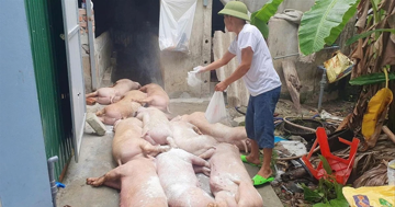 Vì sao dịch tả lợn châu Phi lan rộng?