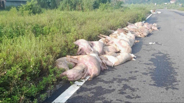 Dịch tả lợn châu Phi lan rộng: Nhiều nơi vứt lợn chết ra đường, tiểu thương 'méo mặt' vì quá ế ẩm