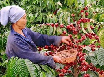 Loại nông sản nào xuất khẩu ấn tượng nhất 7 tháng qua?