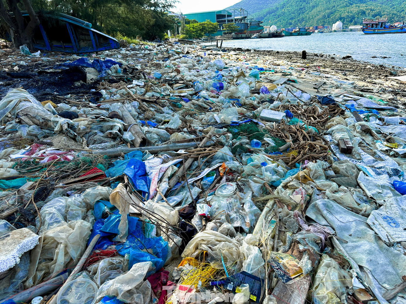 tp-racngapnguamanquang-6.jpg