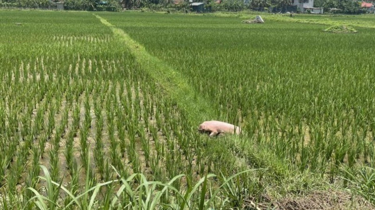 Dịch tả lợn châu Phi lan rộng: Nhiều nơi vứt lợn chết ra đường, tiểu thương 'méo mặt' vì quá ế ẩm