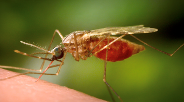 Dịch sốt Chikungunya bùng phát dữ dội ở Trung Quốc: Hơn 7.000 người nhập viện, được đánh giá nghiêm trọng ngang Covid-19