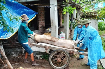 Dịch tả lợn lan 52 xã phường, Đà Nẵng xin kinh phí tiêm phòng cho lợn thịt