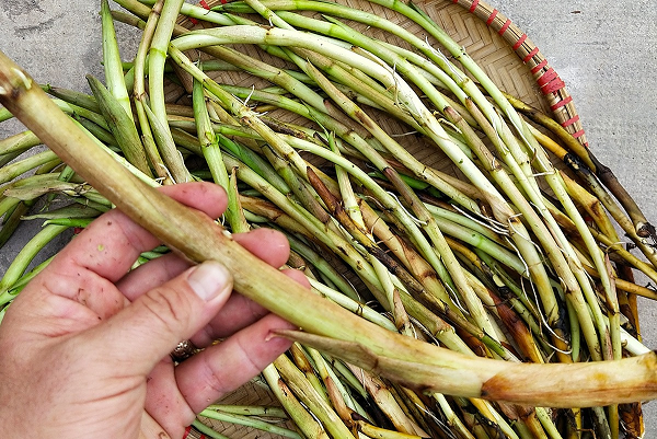 Loại rau dân dã từng gắn với ký ức nghèo khó, nay hóa đặc sản lạ miệng khiến nhiều người mê, giá 80.000 đồng/kg