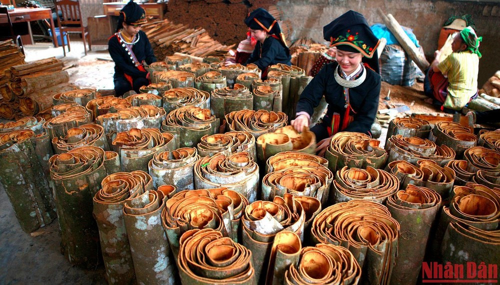 Cây gỗ quý ở Việt Nam được mệnh danh là ‘kho báu xanh’, cực hiếm trên thế giới, khiến Mỹ lùng mua, từ vỏ đến lá đều ‘hái ra tiền’ - ảnh 3