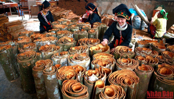 Cây gỗ quý ở Việt Nam được mệnh danh là ‘kho báu xanh’, cực hiếm trên thế giới, khiến Mỹ lùng mua, từ vỏ đến lá đều ‘hái ra tiền’