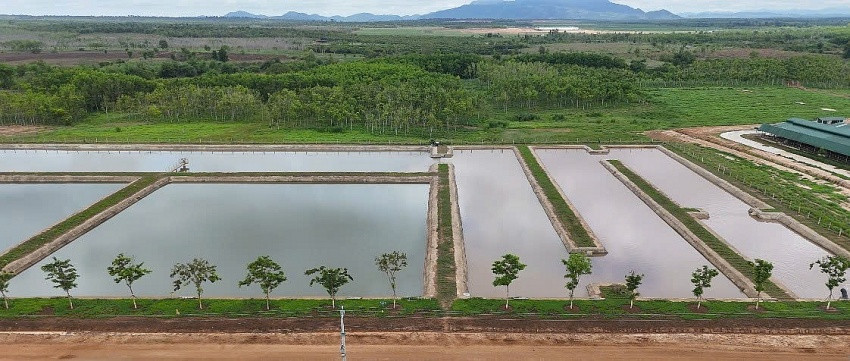 Xí nghiệp của ông Trần Bá Dương lên kế hoạch nuôi 9.000 con cá, trồng rau trên 2.400m2 đất