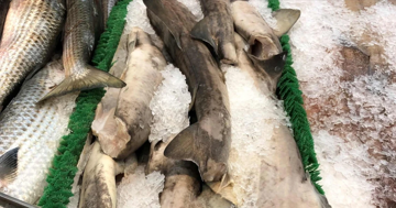 Bất ngờ thịt loài cá mập cực kỳ nguy hiểm xuất hiện trên kệ siêu thị