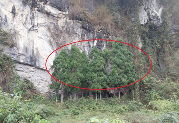 Cây báu vật được ví như 'Vương mộc', thế giới đỏ mắt tìm, một tỉnh của Việt Nam lập tức định vị cho 27 cá thể