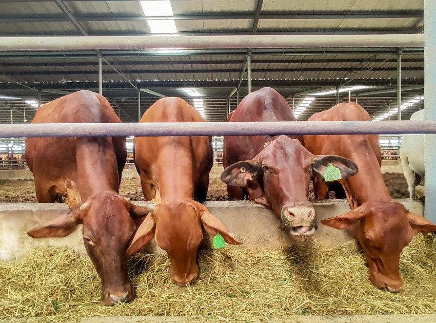 Gần 60.000 con bò của xí nghiệp 'nhà' ông Trần Bá Dương được gắn 'thẻ căn cước'