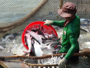 Một cổ phiếu thủy sản được khuyến nghị MUA, kỳ vọng tăng 12%