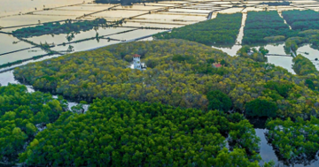 Rừng ngập mặn tập trung lớn nhất miền Trung sắp được mở rộng